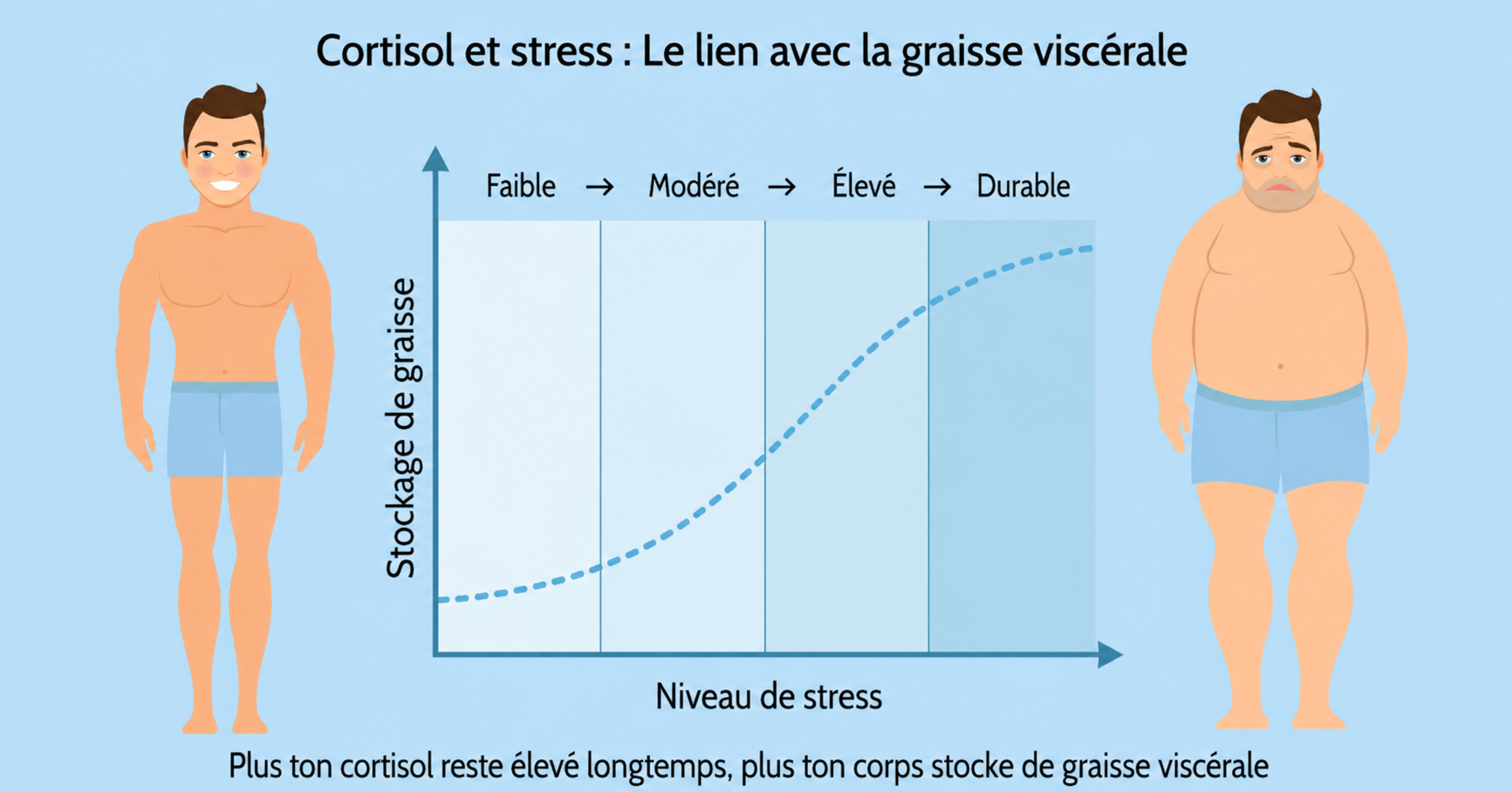 Illustration du lien entre le niveau de stress et le stockage des graisses